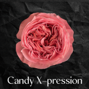 100 Candy X-pression