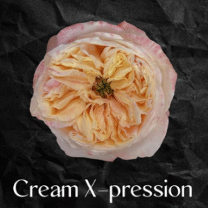 100 Cream X-pression