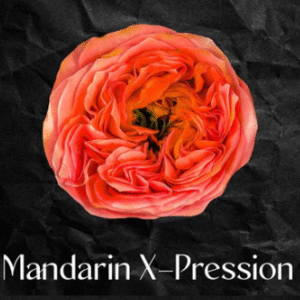 100 Mandarin X-pression